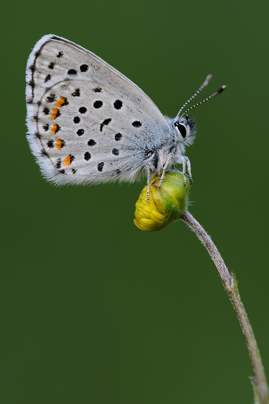 Pseudophilotes baton?